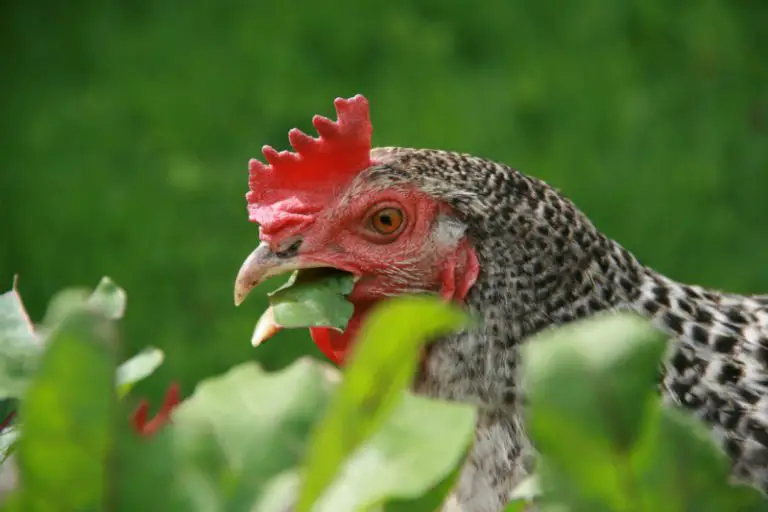 Can Chickens Eat Leaves? (Various Examples)