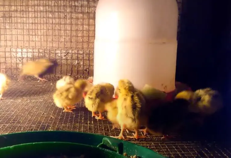 Drinking container for quail chicks