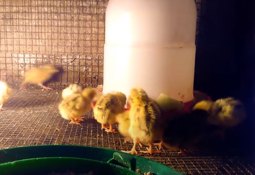 When Do Baby Quails Start Eating? (DaybyDay Growth) Animal World Facts