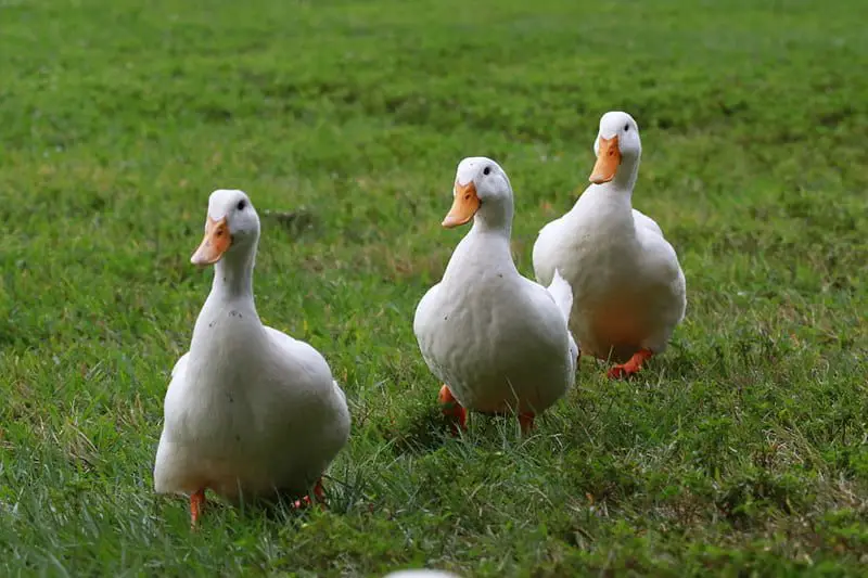 male pekin duck sounds