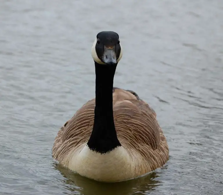 Why Do Geese Hiss? (Solved)