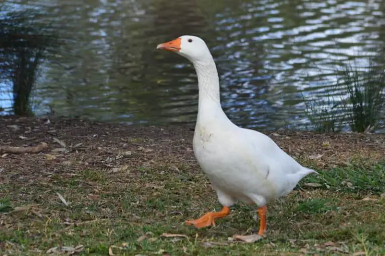 9 Geese Breeds, From The Friendliest to The Most Aggressive