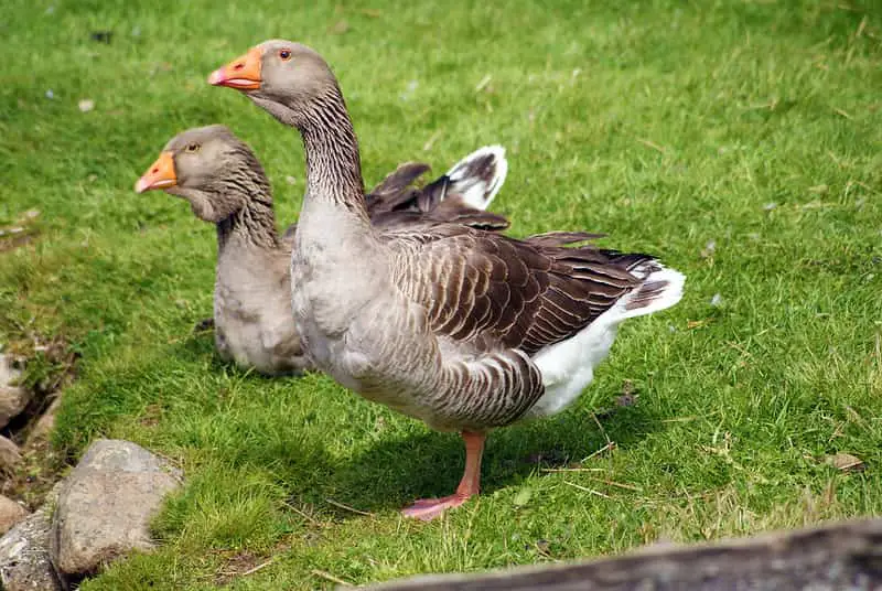 9-geese-breeds-from-the-friendliest-to-the-most-aggressive-animal-world-facts