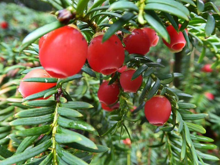 11 Plants Poisonous to Goats (With Pictures) Animal World Facts