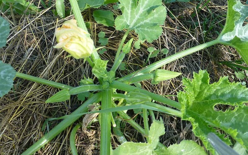 Can Goats Eat Squash? (Solved) Animal World Facts