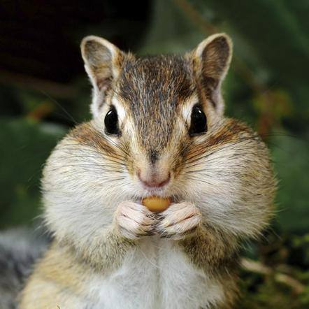 How Do Squirrels Crack Nuts? (Solved)