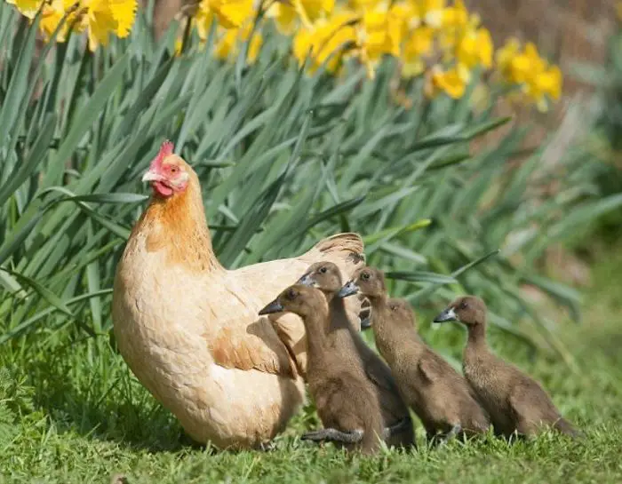 Can a Chicken Raise a Duckling? (Differences to be Considered)