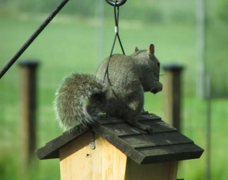 4 Pole Materials a Squirrel Can’t Climb (Top Most Effective)
