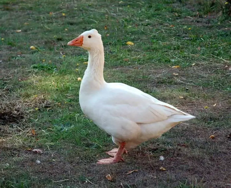 6 Things Geese Are Afraid Of (Top Most Effective)