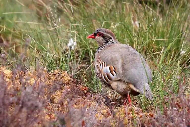 Red legged partridge