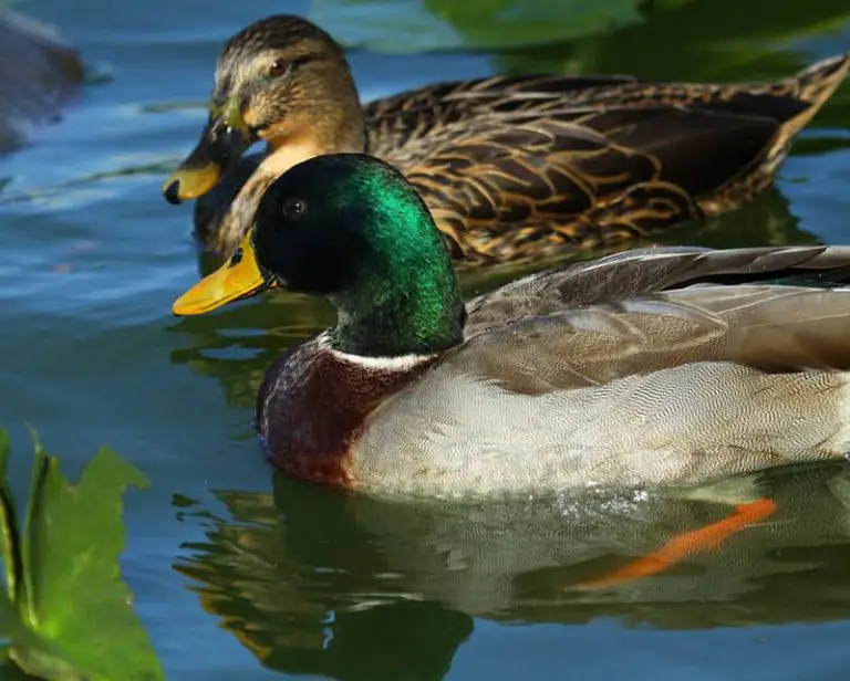 5 Duck Breeds Ideal For Small Ponds