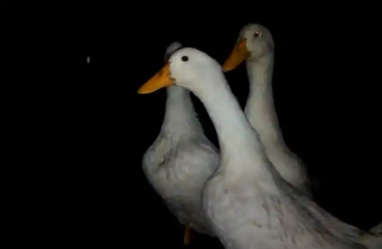 Can Ducks See In The Dark?