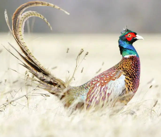 Do Pheasants Eat Mice? (Clear Explanation)