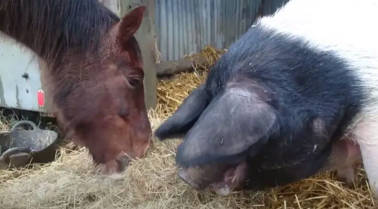 Can Horses And Pigs Be Kept Together? (Main Considerations)