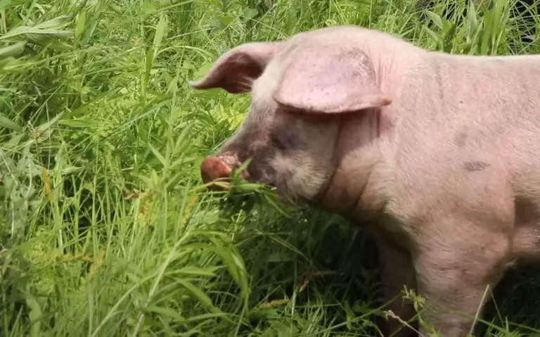 Can Pigs Eat Grass Clippings? (Key Information)