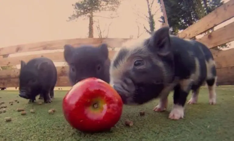 Are Apples Good For Pigs? (Tips & Cautions)