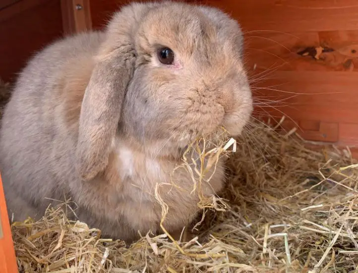 Do Rabbits Eat Straw? (Is it Safe or Toxic?)