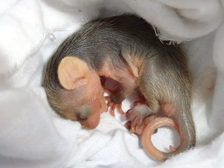 6 Animals That Are Born Blind And Deaf (With Pictures)