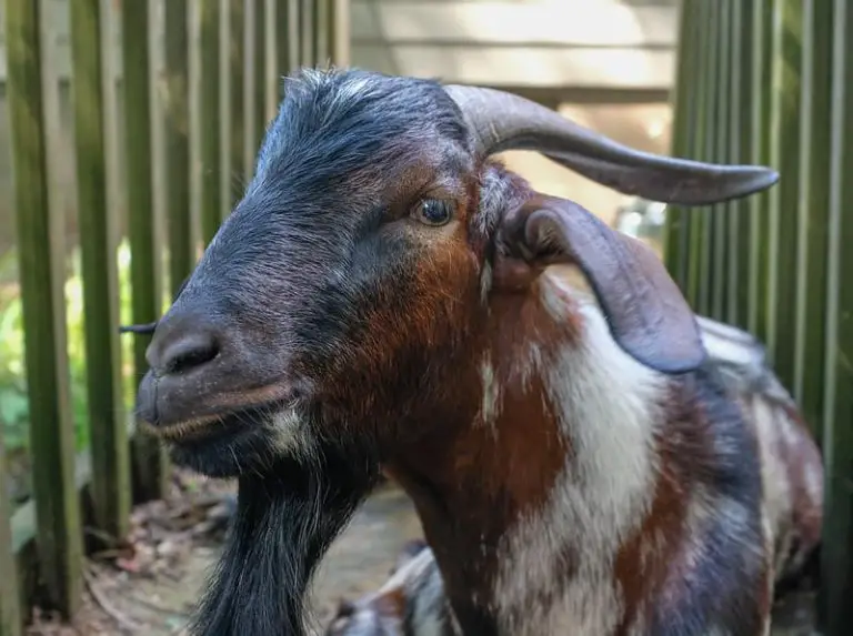 Can Goats Feel Their Horns?
