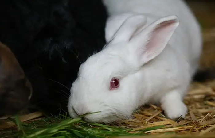 Do Rabbits Eat Holly? Are They Toxic or Safe?