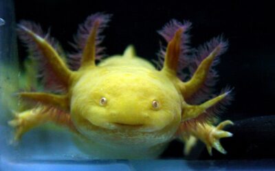 How Long Can An Axolotl Survive Out of Water?
