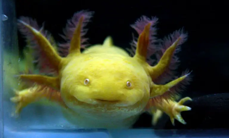 How Long Can An Axolotl Survive Out of Water?