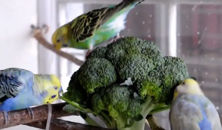 Can Budgies Eat Broccoli? (Overfeeding Could Be Harmful)