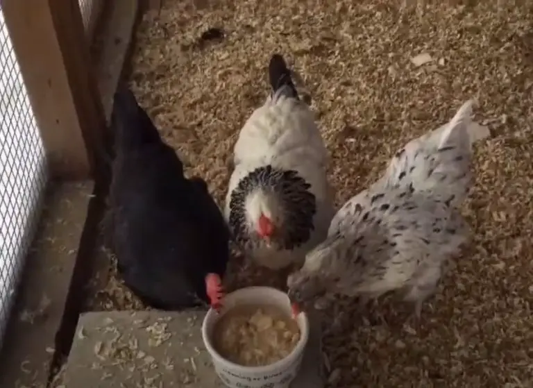 Can Chickens Eat Uncooked Oatmeal? (Benefits and Cautions)