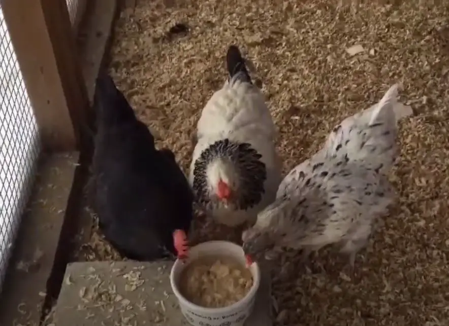 can-chickens-eat-uncooked-oatmeal-benefits-and-cautions-animal