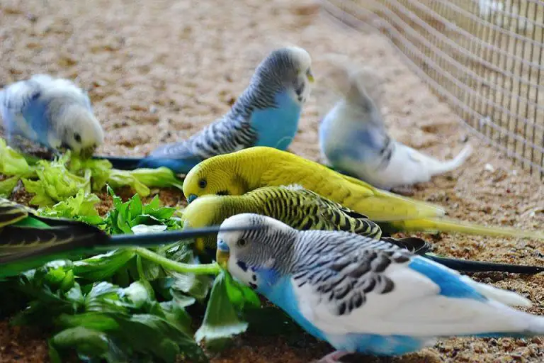 Can Budgies Eat Celery? (Tips on Leaves and Stems))