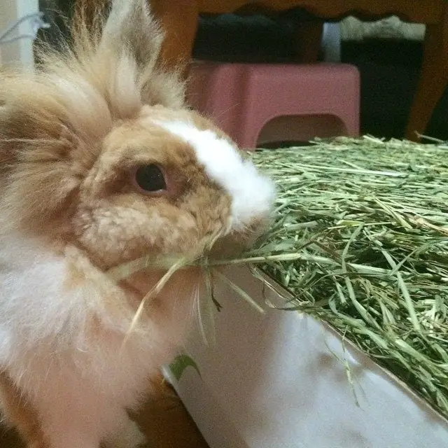 Can Rabbits Survive On Hay Alone As Food?