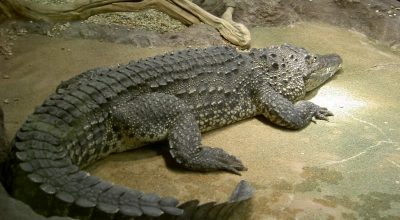 How Hard Is The Skin Of A Crocodile?
