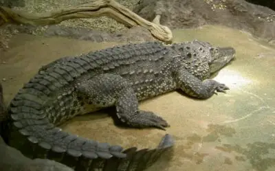 How Hard Is The Skin Of A Crocodile?