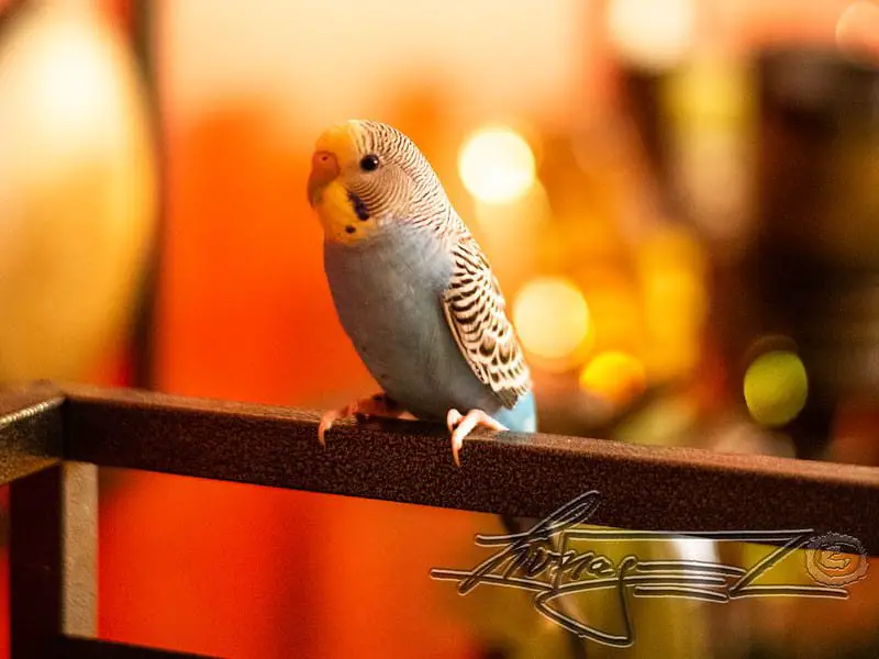 budgie tiny piano