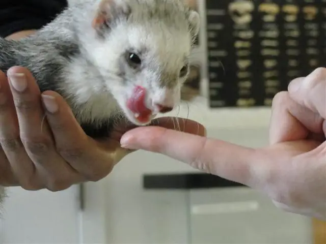 Top 3 Reasons Why Ferrets Lick Their Lips