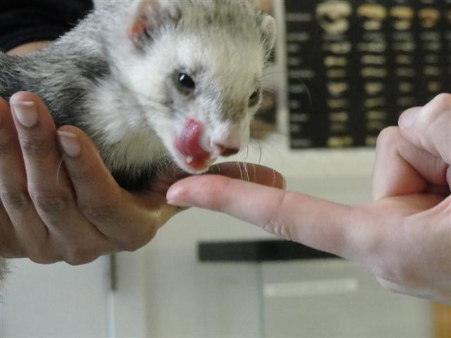 Top 3 Reasons Why Ferrets Lick Their Lips