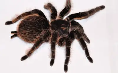 How Long Can Tarantulas Go Without Eating (Why and What to Do)
