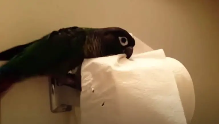 3 Reasons Why Toilet Paper Roll Could Be Dangerous For Pet Birds