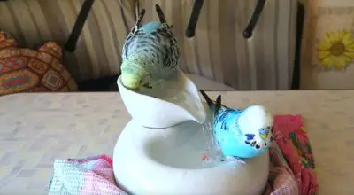 Can a Parakeet Drown By Accident? (Solved)