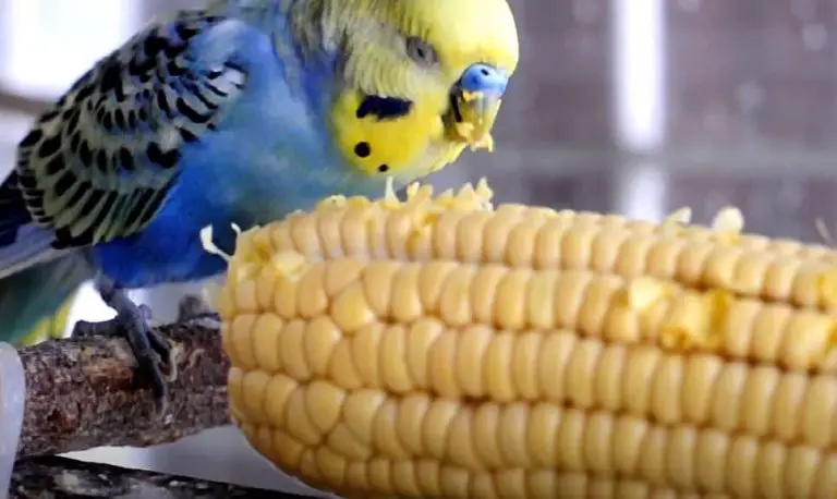 Can Budgies Eat Corn? Is It Healthy Or Unsafe? (Solved)