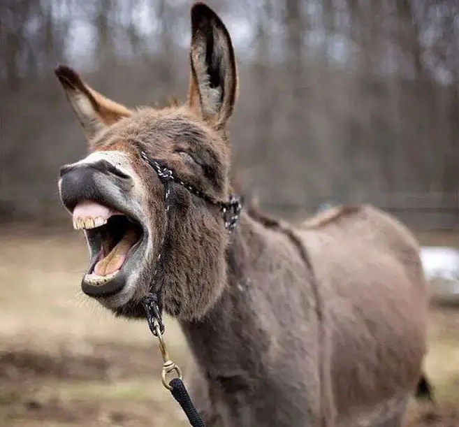 Do Donkeys Really Laugh? (Short Answer)