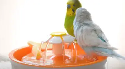 Why Do Parakeets Chirp When They Hear Water?(Solved)