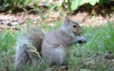 Do Squirrels And Birds Eat Cicadas? (Solved)