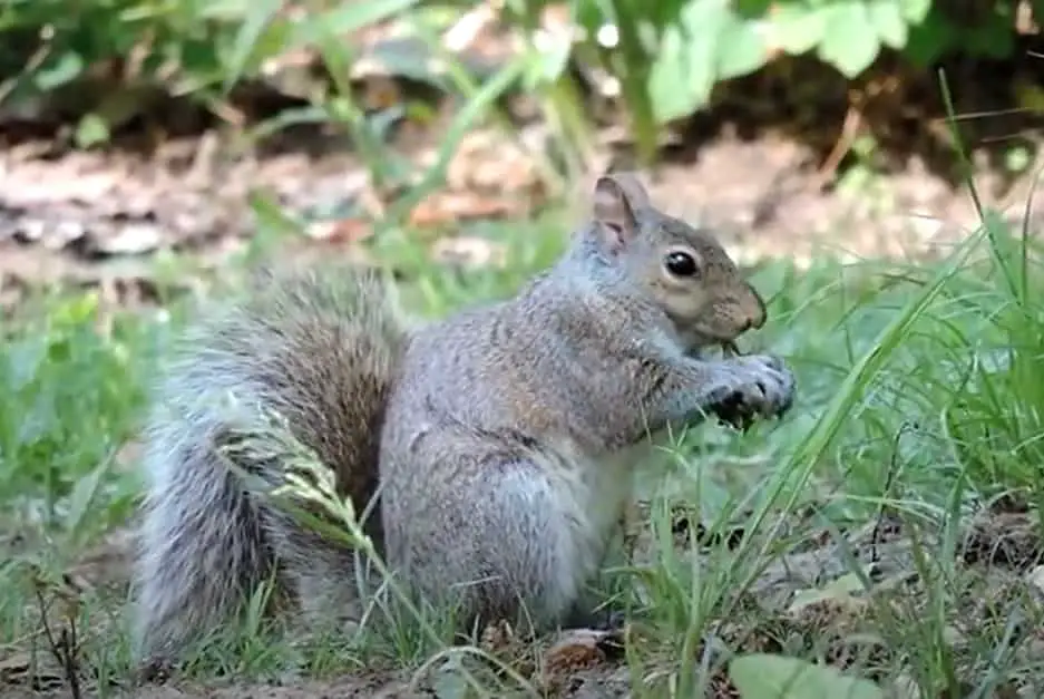 squirrel eating cicadas