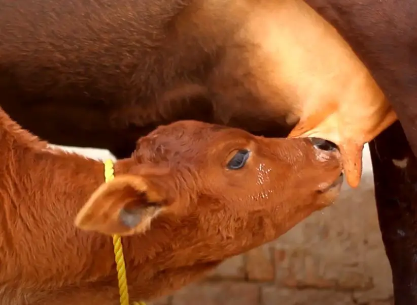 How Milk Formed In Cow