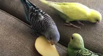 Parakeets: List of Allowed and Forbidden Vegetables And Fruits