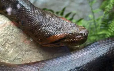 What Animals Can Beat & Eat Anacondas? (Solved)