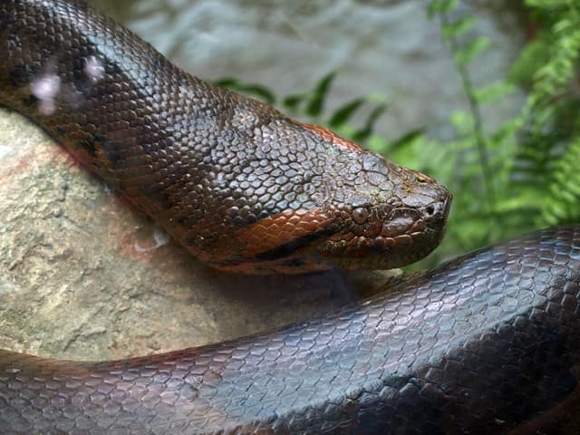 What Animals Can Beat & Eat Anacondas? (Solved)