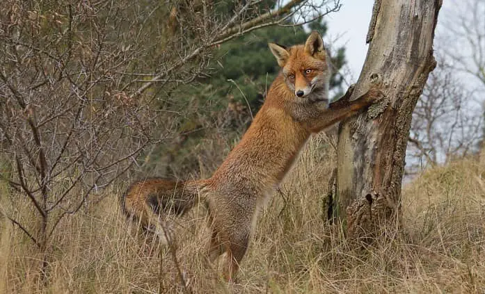 Red Foxes Can’t Climb Trees (Short Answer)