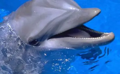Can Dolphins Laugh? (Solved)
